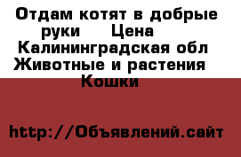 Отдам котят в добрые руки.  › Цена ­ 5 - Калининградская обл. Животные и растения » Кошки   